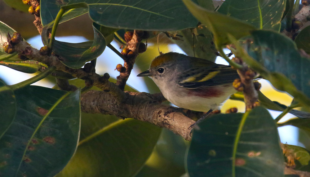 Chestnut-sided Warbler